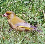 Greenfinch